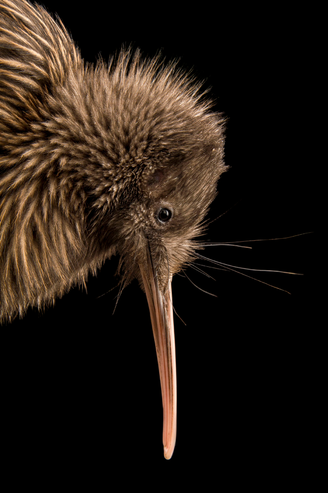 kiwi brun