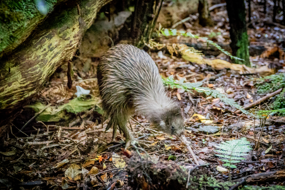 TOKOWKA KIWI