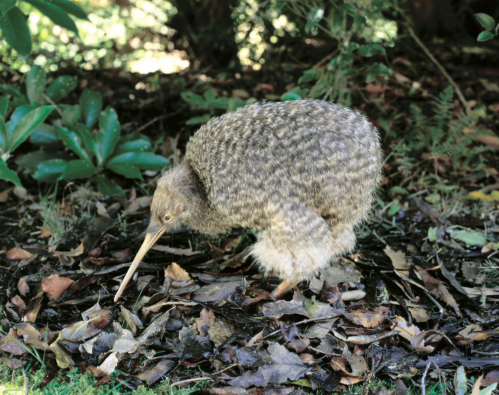 KIWI PETIT TACHÉ