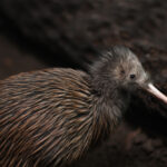 Sauvez les bébés kiwis !  La Nouvelle-Zélande se bat pour ramener une icône de l’extinction