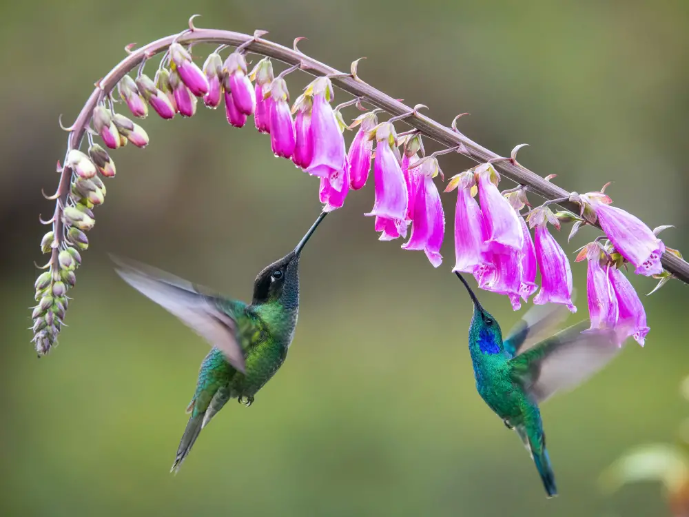 colibri vert