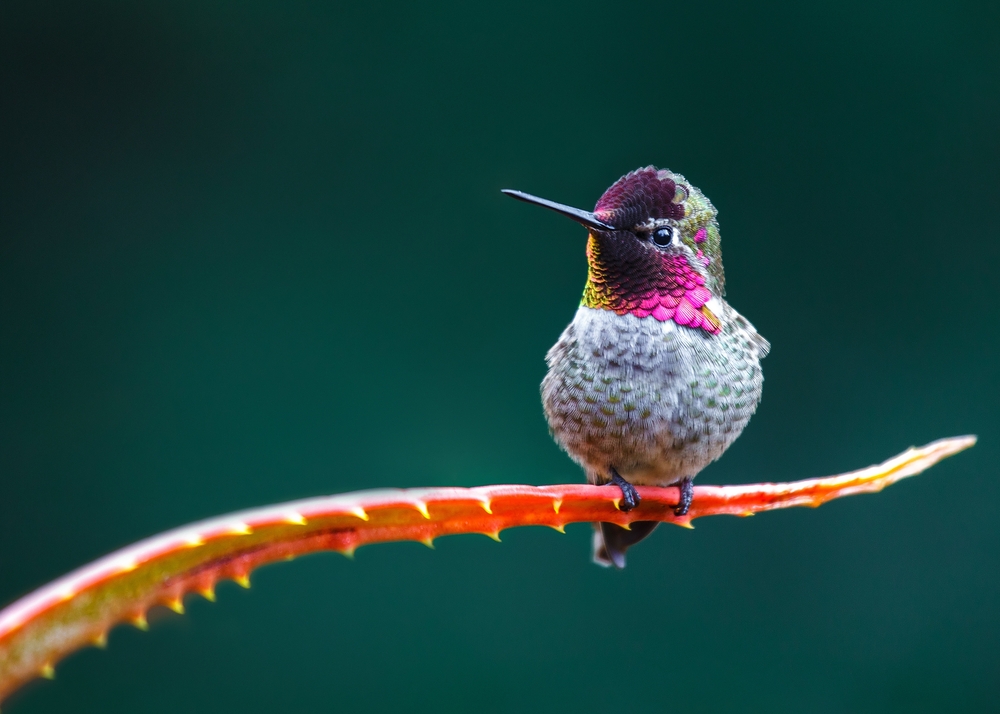 colibri