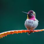 Les colibris migrent-ils ?  Oui, Individuellement