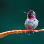Les colibris migrent-ils ?  Oui, Individuellement