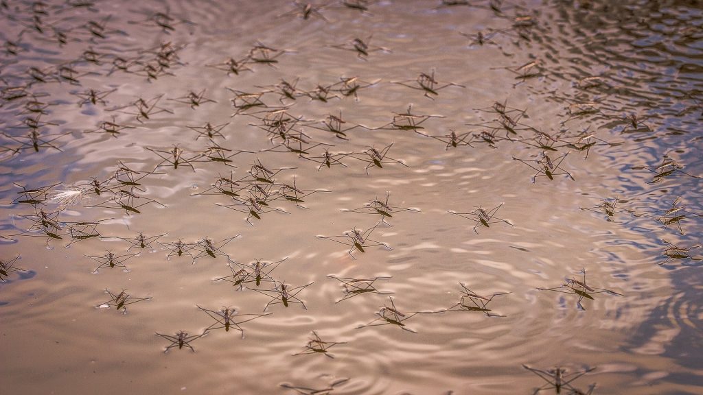 marcheurs d'eau