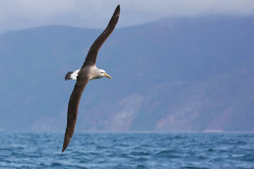Vol d'albatros