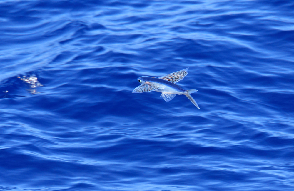 poisson volant