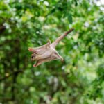 Les écureuils volants existent-ils ?  Pas exactement.