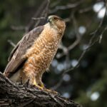 Cooper’s Hawk Bird: Le mystérieux chasseur