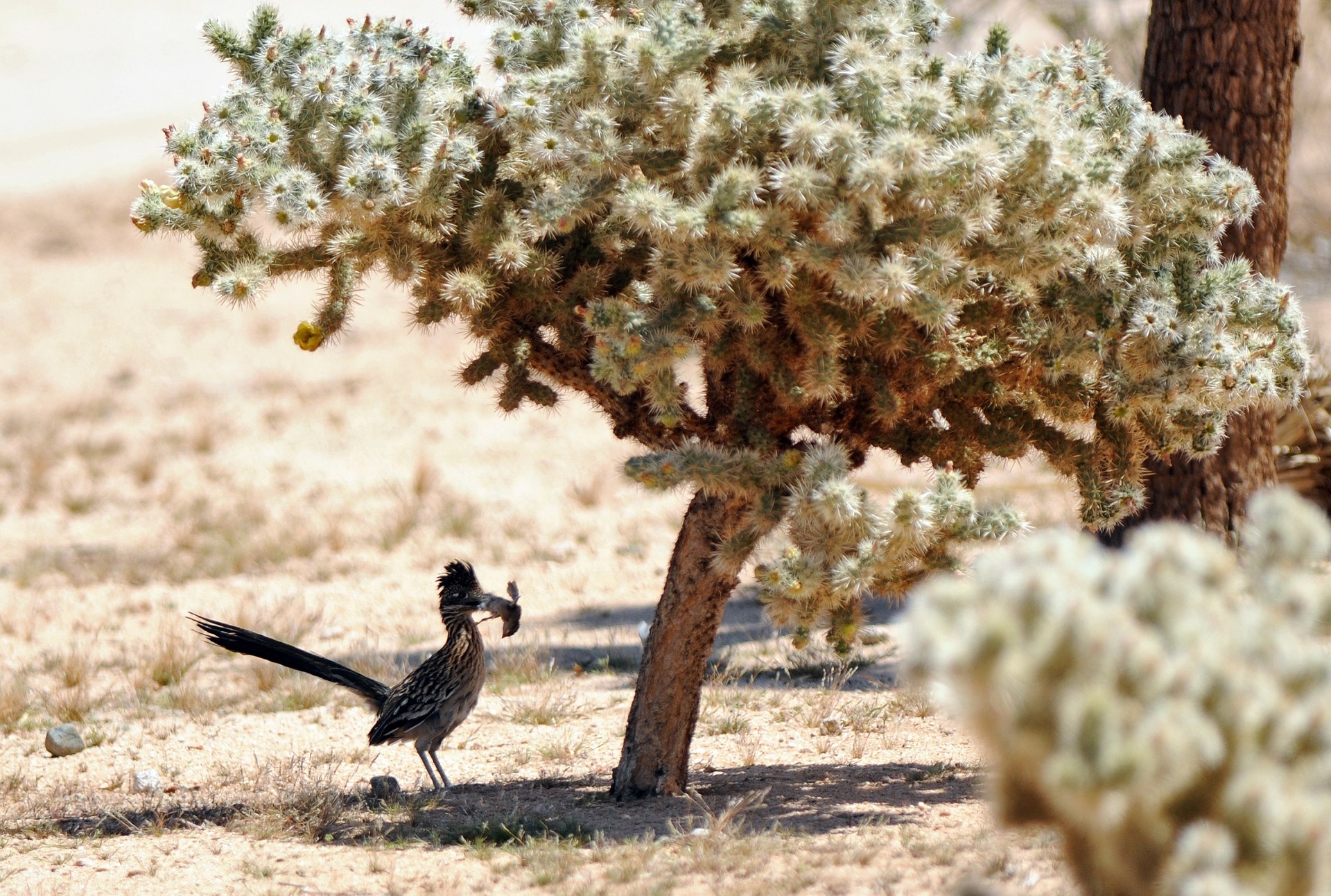 Roadrunner avec proie