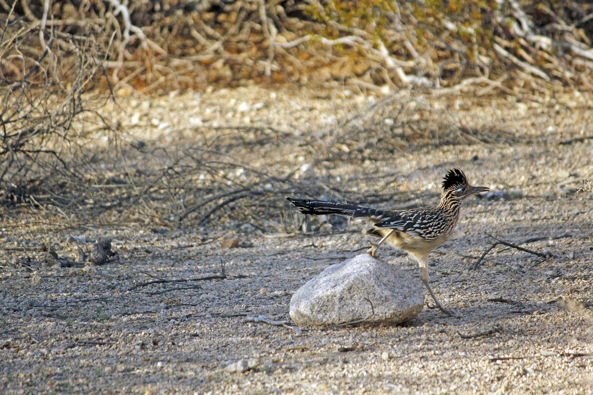 roadrunner