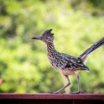 Roadrunners : où ils vivent, étymologie, etc.