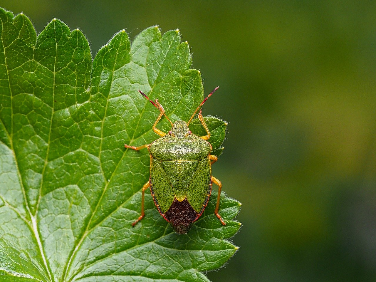 punaise verte insectes hémiptères