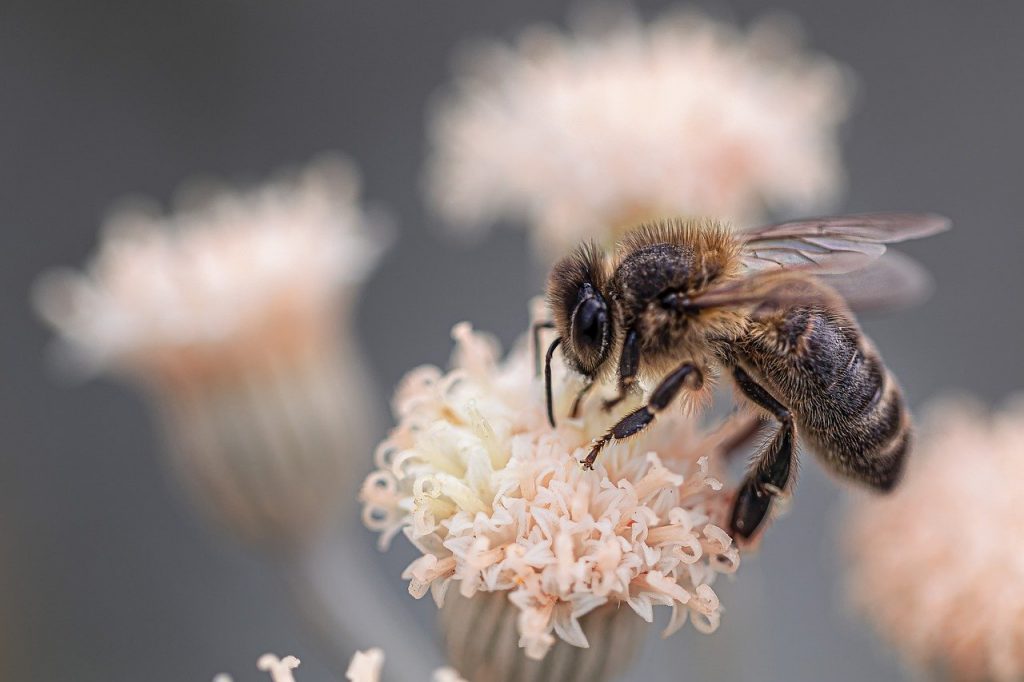 abeille et fleur