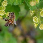 Abeilles et agriculture : une histoire d’amour