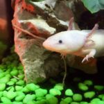 Qu’est-ce qu’un Axolotl ?