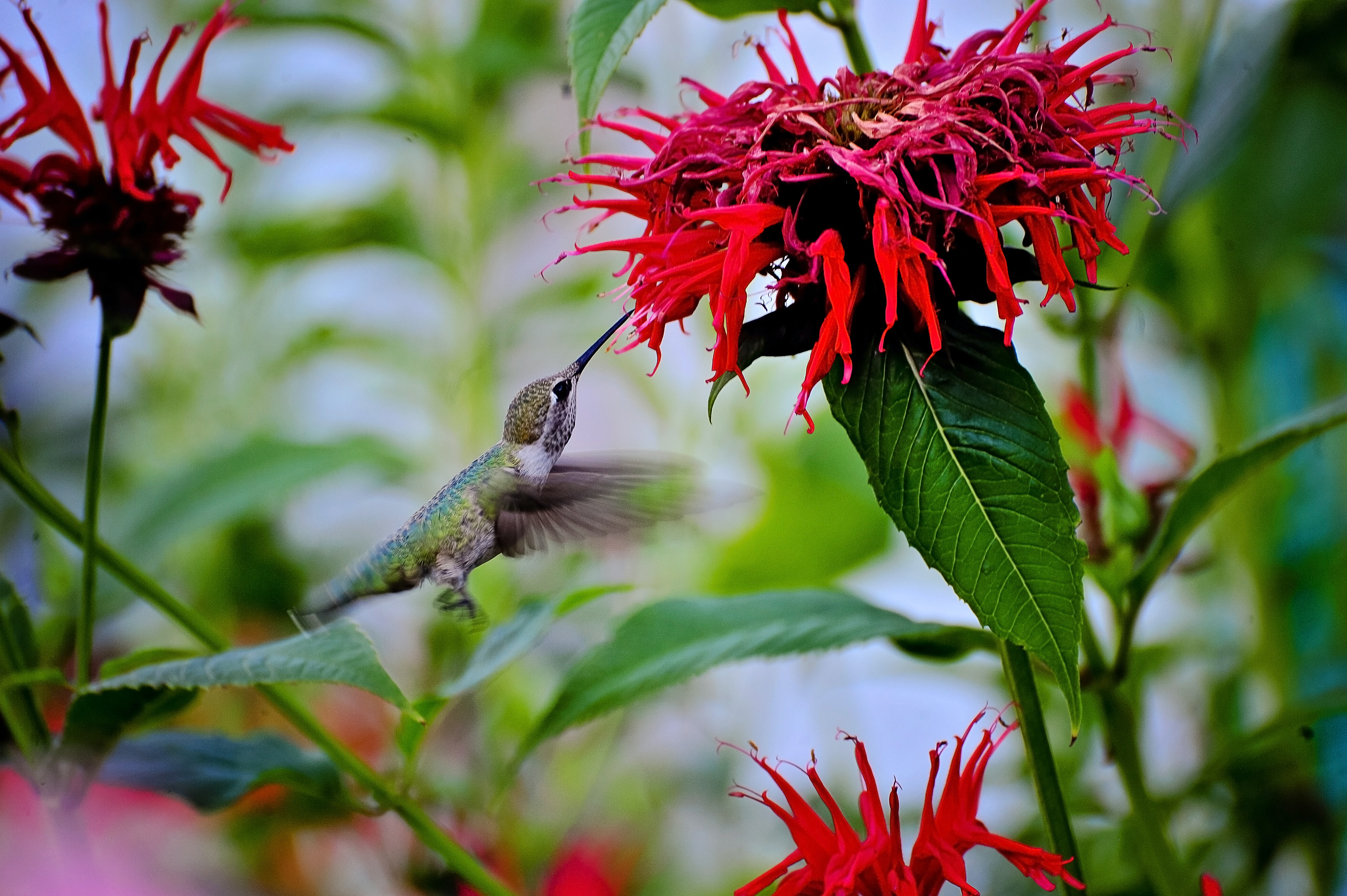 Colibri pollinisant une fleur