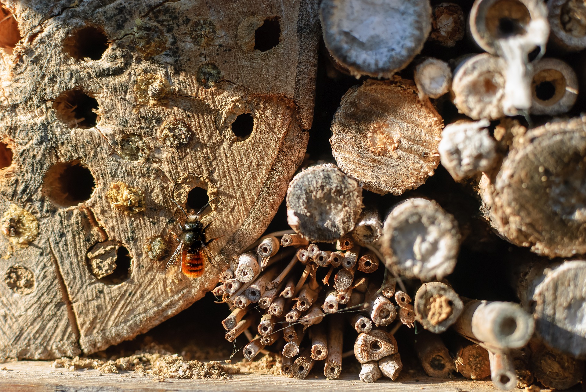 Hôtel des abeilles indigènes