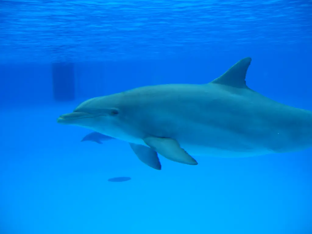 Un dauphin dans un réservoir sous l'eau.