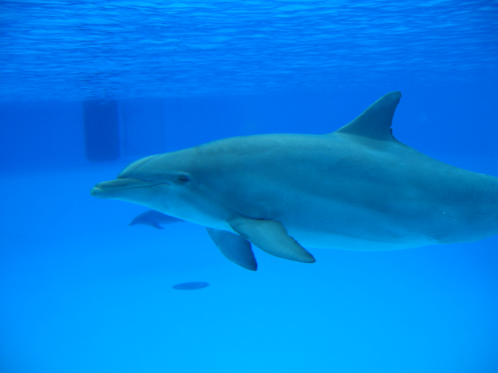 Un dauphin dans un réservoir sous l'eau.