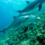 Les dauphins sont-ils intelligents ?  Comment les dauphins sont-ils intelligents ?