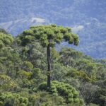 Qu’est-ce qu’un arbre de puzzle de singe ?