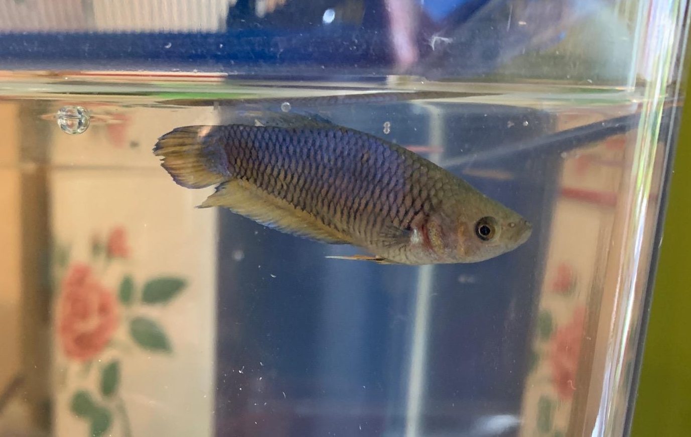 Poisson betta femelle dans un aquarium, qu'est-ce qu'un poisson betta