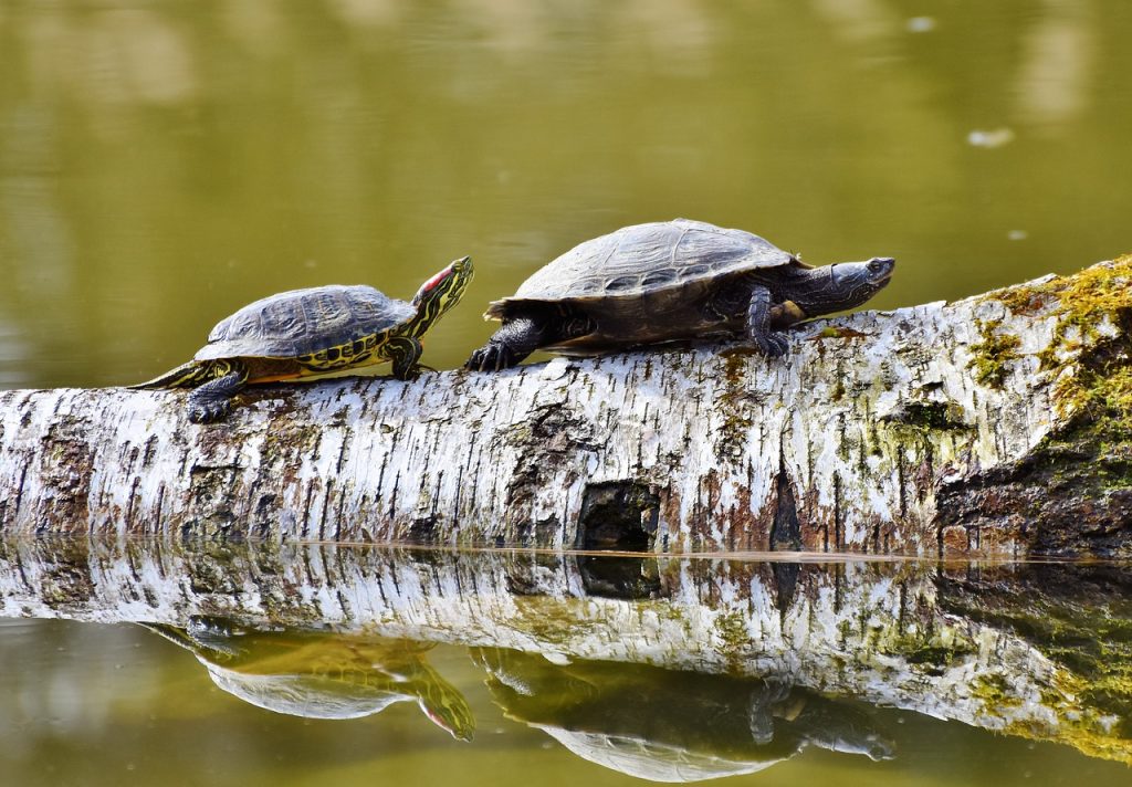 les tortues sont-elles des reptiles ?