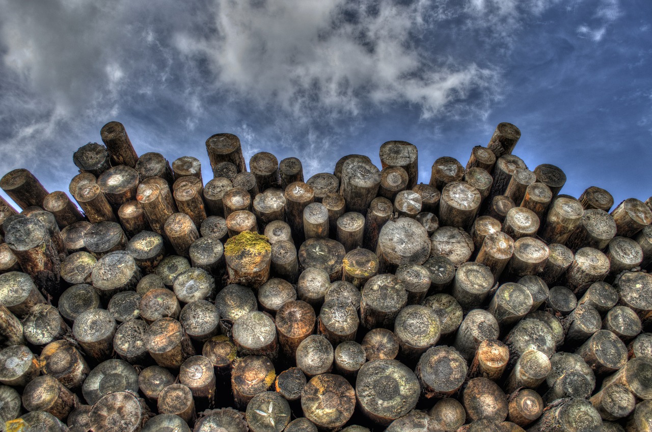 exploitation forestière, ressources naturelles