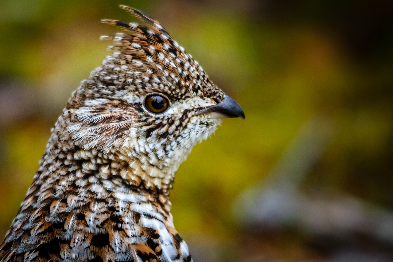 Les oiseaux d'état les plus intéressants, la gélinotte huppée