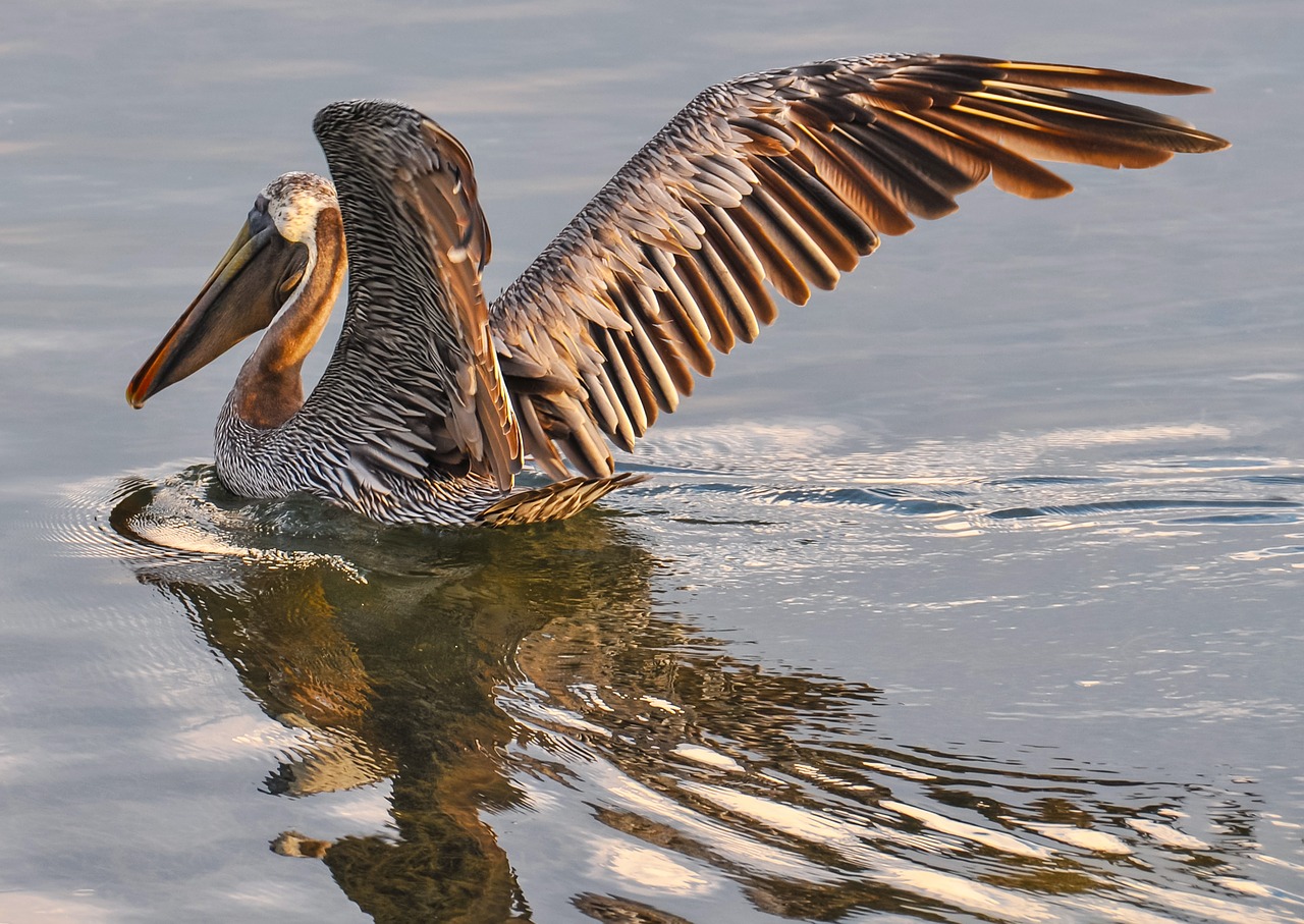 Oiseaux d'état les plus intéressants, pélican brun