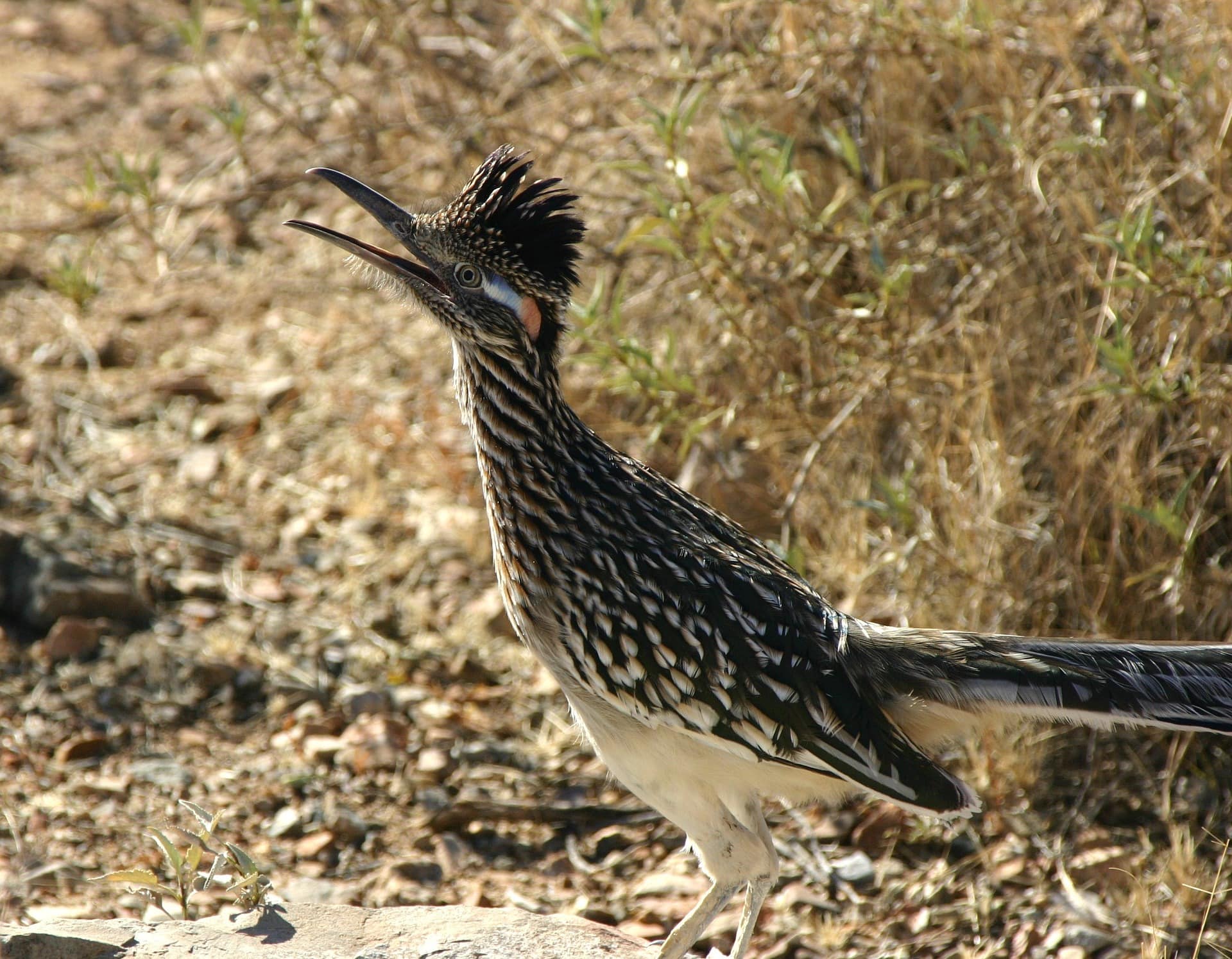 Les oiseaux d'état les plus intéressants, Greater Roadrunner