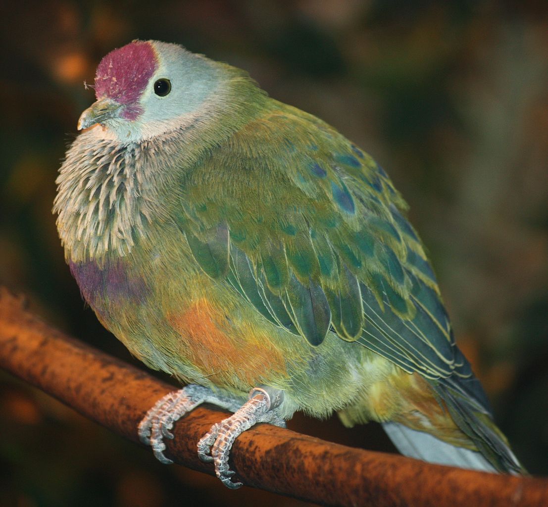 Oiseaux d'état les plus intéressants, Mariana Fruit Dove