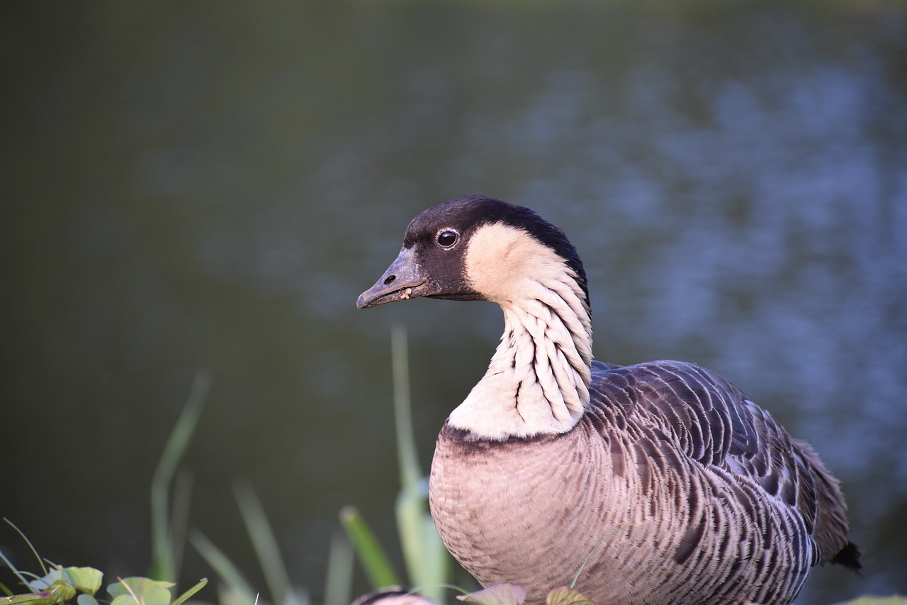 Une Nene Goose avec de l'eau en arrière-plan.  Cet oiseau intéressant est l'oiseau d'État d'Hawaï.