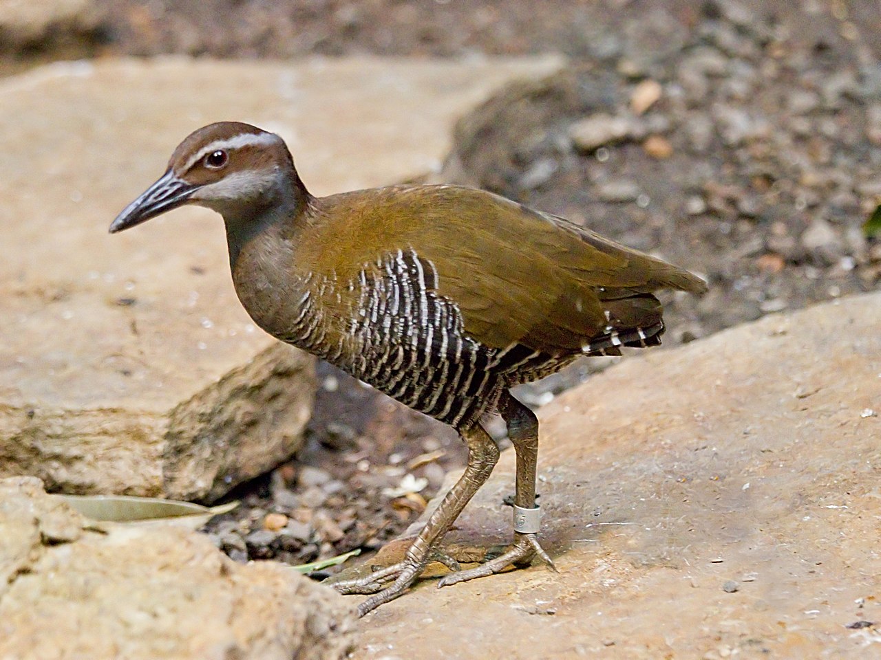 Les oiseaux d'état les plus intéressants, Guam Rail