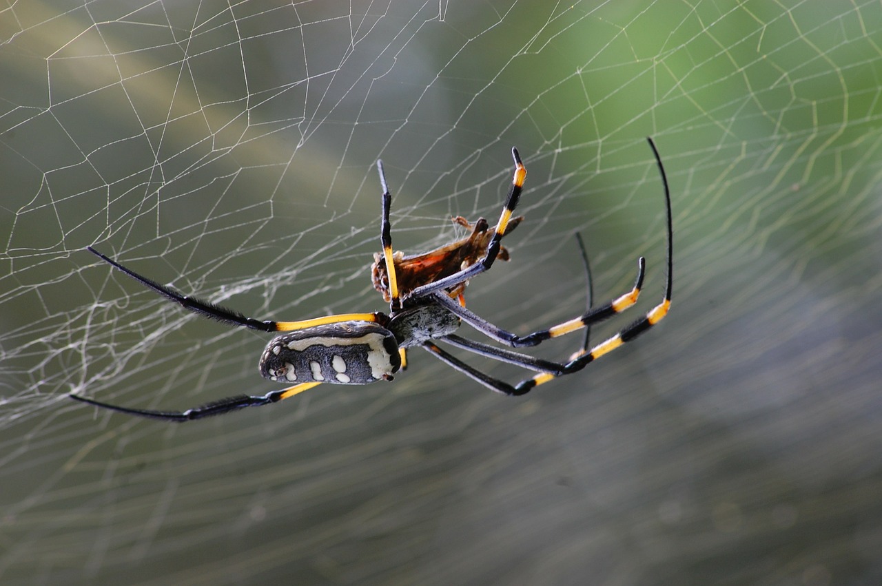Les araignées sont-elles des insectes, des tisserands dorés