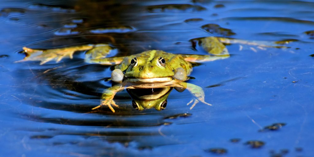 grenouille nageant