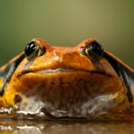 Les amphibiens ont-ils le sang froid ?