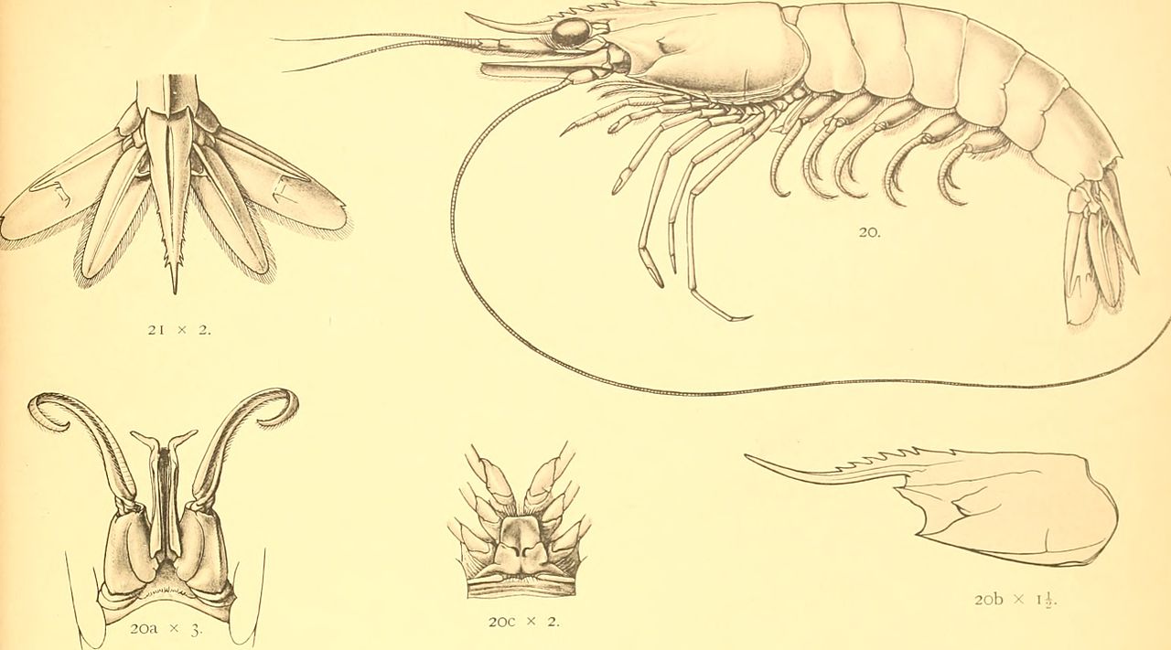 Dessin de décapodes à partir des premières descriptions scientifiques