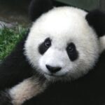 Pourquoi les pandas sont-ils en danger ?