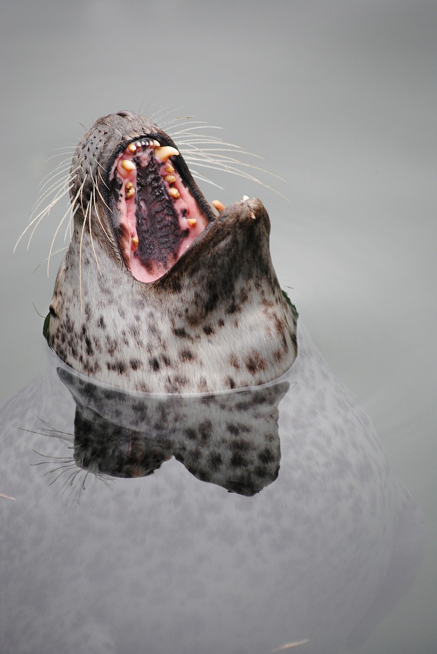 Phoque avec la tête hors de l'eau montrant ses dents.