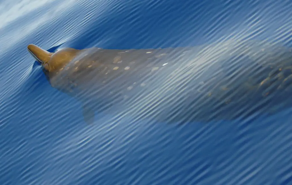 Une photo rare d'une baleine à bec dans l'océan.