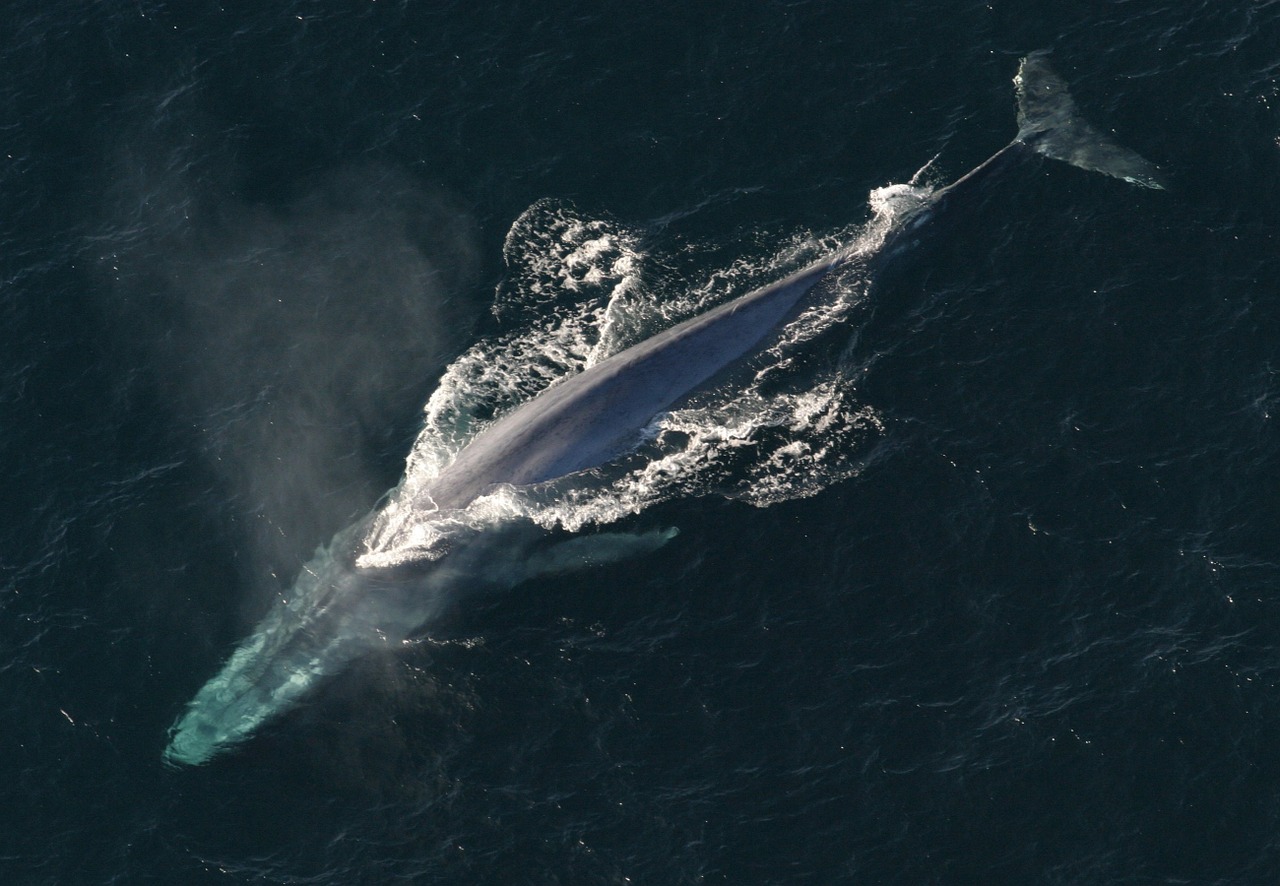 Une baleine bleue culbutant la surface prise d'en haut dans l'océan.