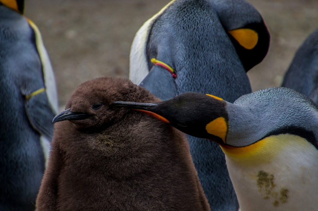 bébé pingouin