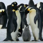 Les pingouins sont-ils des oiseaux ?