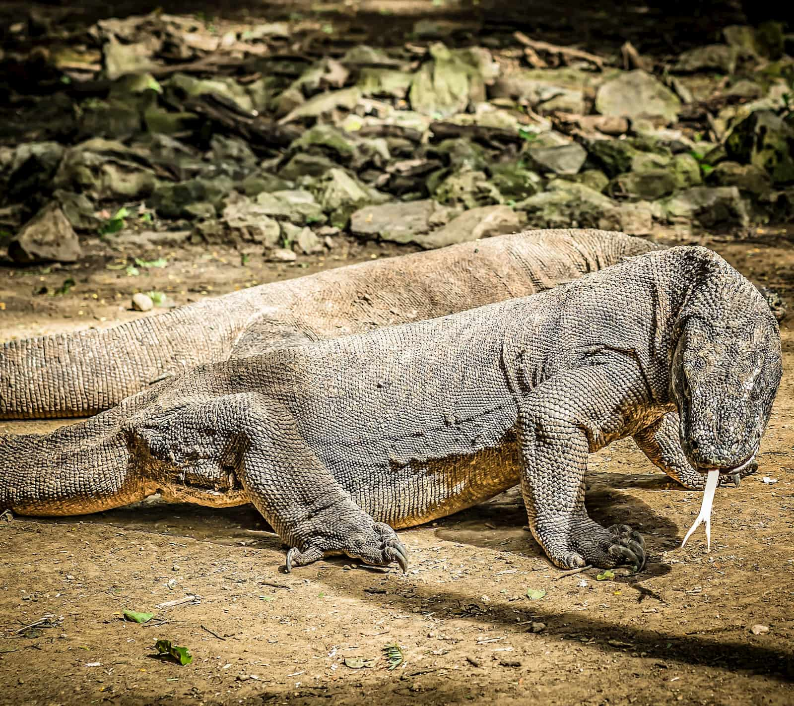 Deux dragons de Komodo, l'un avec sa langue regardant vers la caméra.