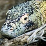 Quelle est la taille des dragons de Komodo ?