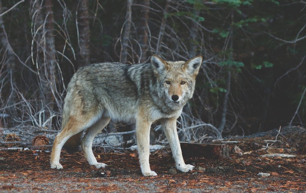 Loup gris