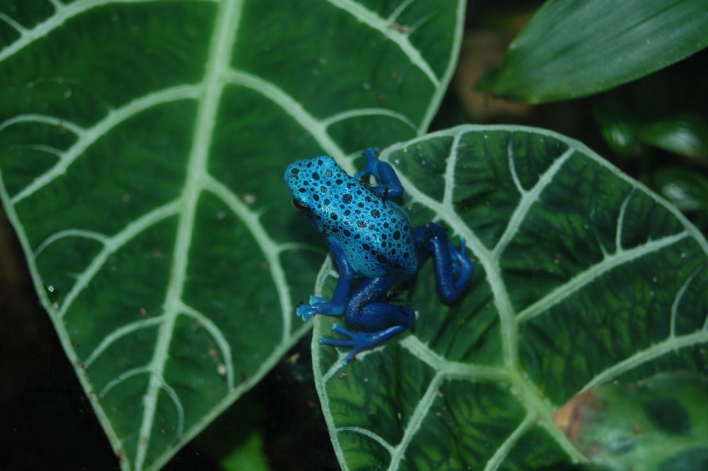 grenouille venimeuse bleue