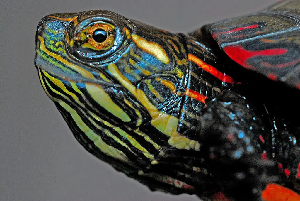 Gros plan d'une tête de tortues peintes
